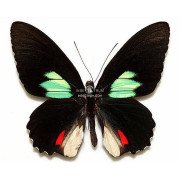  PARIDES SESOSTRIS ZESTOS 